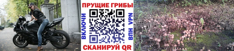 Галлюциногенные грибы GOLDEN TEACHER  Черняховск 